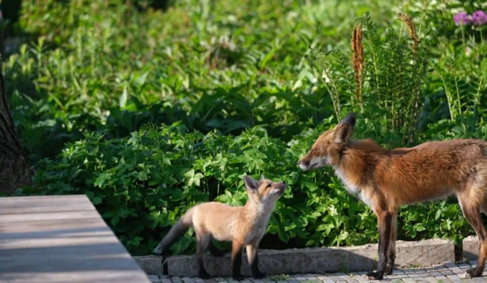 A Cute Fox Family Finds A Home In Millennium Park