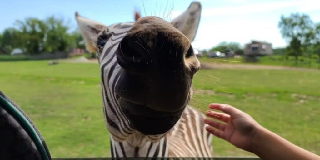 Close up image of a Zebra leaning in to the camera