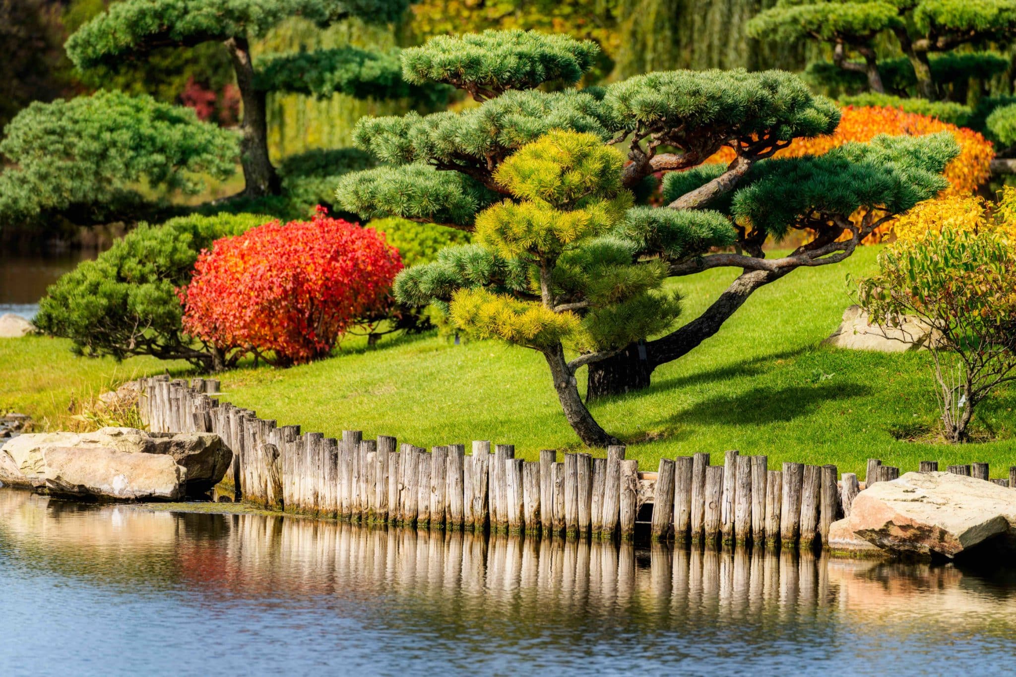 bonsai trees changing colors in the middle of Autumn at the Chicago Botanic Garden