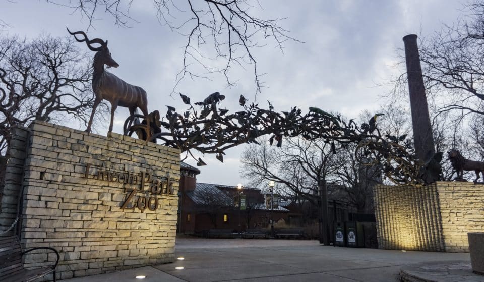 Wander Lincoln Park Zoo After Dark At This Weekend’s Adult-Only Evening