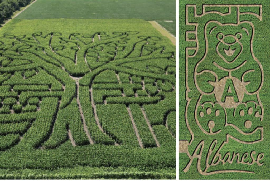 large tree green cut out corn maze at country line orchard next to a Albanese Gummi Bear Maze