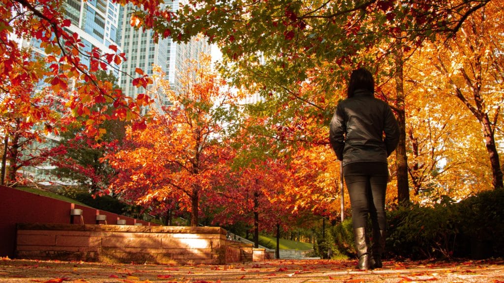 Image showing somebody walking through fall trees in a park in downtown Chicago on an autumn day