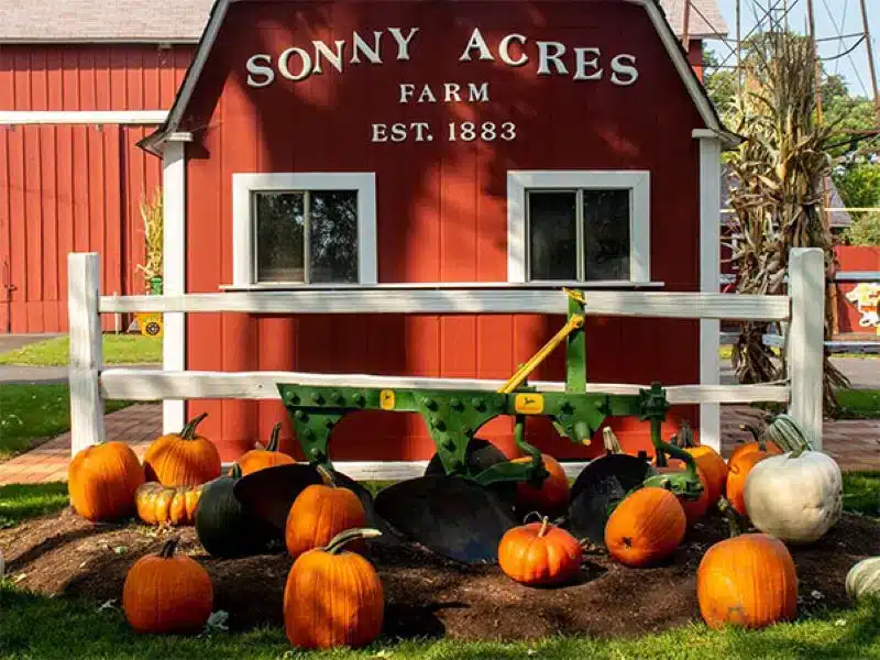 red barn house with white letter sonny acres farm, a white fence, with orange and white pumpkins in front