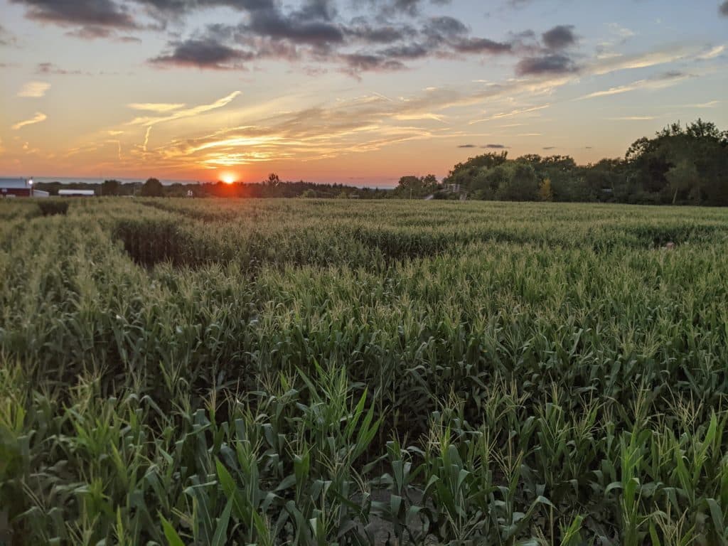 corn field with a maze and a sunset in the background on a clear day at abbey farms near chicago