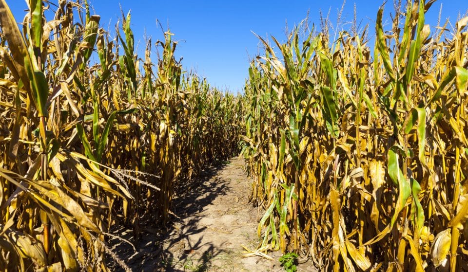 11 Chicago Corn Mazes That Will Get You Excited About Fall