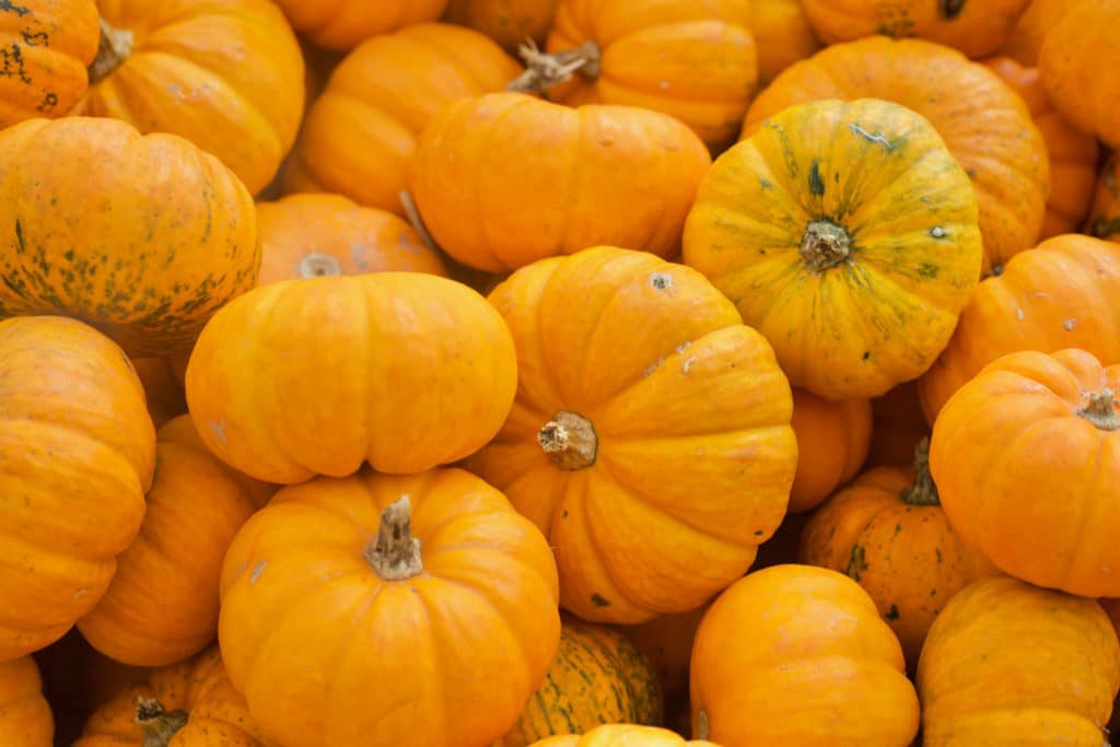 group of orange pumpkins with stems at chicago pumpkin patch county line orchard