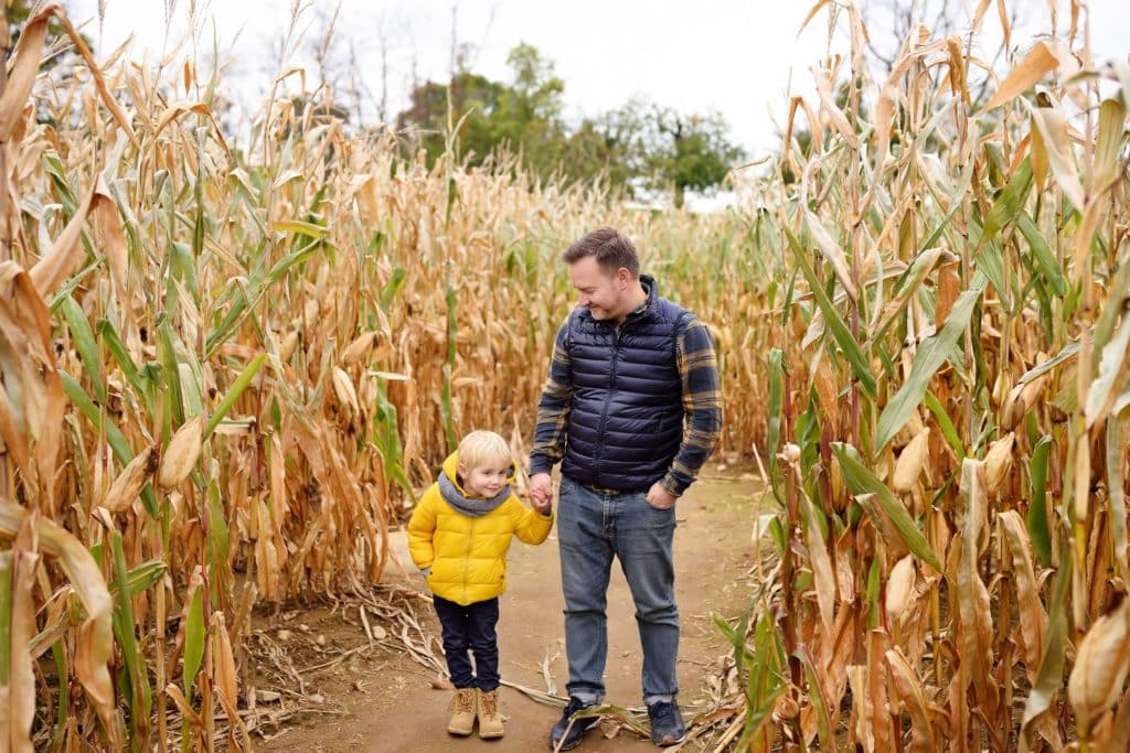 dad and son holding hands surrounded by corn stalk in a maze at happy times pumpkin fest