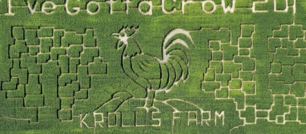 aerial view of corn field with the words i've gotta crow and a carved out chicken underneath at krolls farm