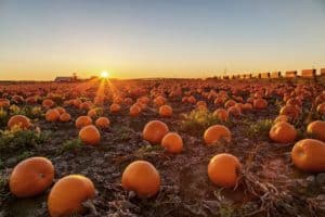 Image showing a pumpkin field at sunset near Chicago on a fall day