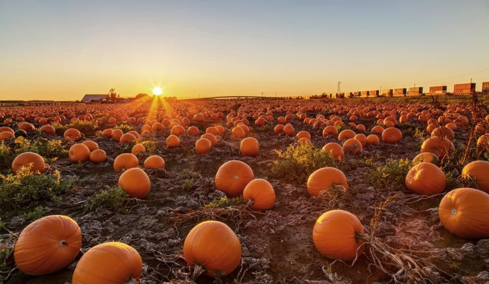 10 Chicago Pumpkin Patches To Check Out This Spooky Season