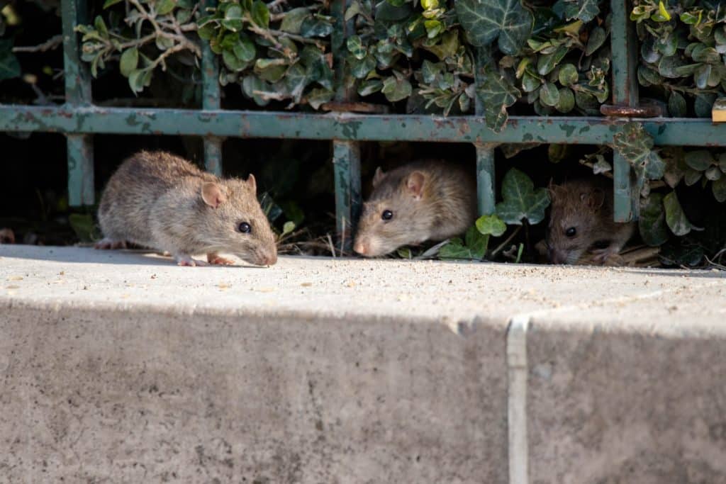 Three rats on a street behind a green fence in a bush